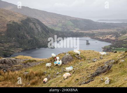 Lauragh, Kerry, Ireland. 05th February, 2022. Mountain sheep gather over Glanmore Lake near Lauragh, Co. Kerry, Ireland.- Credit; David Creedon / Alamy Live News Stock Photo