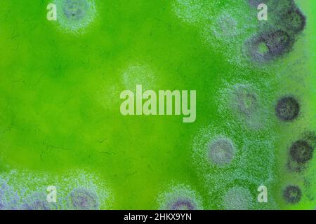 Close-up of the mould on a green slime Stock Photo