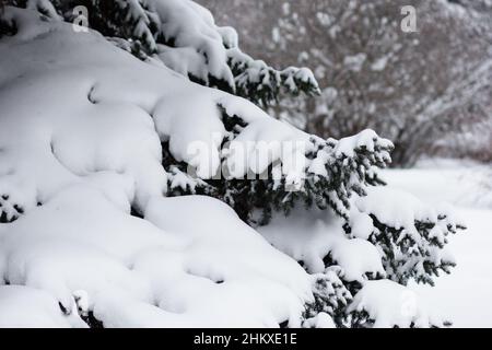 Spruce branches covered by snow in the snowy park Stock Photo