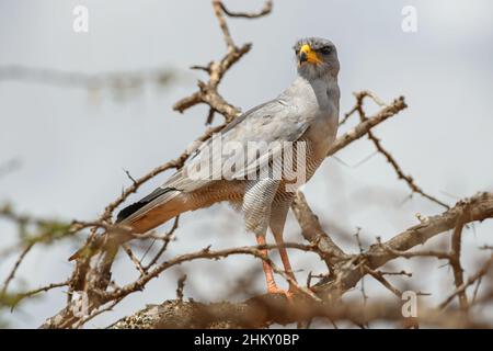 Eastern Chanting Goshawk - Melierax poliopterus, beautiful bird of prey from African bushes and savannahs, Tsavo West, Kenya. Stock Photo