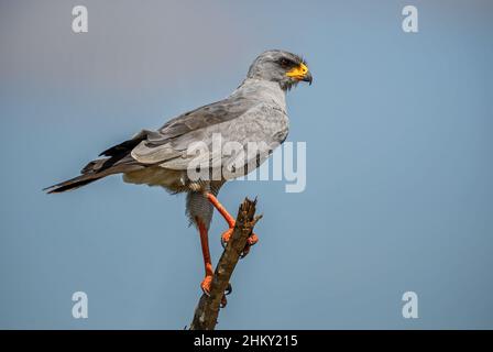 Eastern Chanting Goshawk - Melierax poliopterus, beautiful bird of prey from African bushes and savannahs, Tsavo West, Kenya. Stock Photo