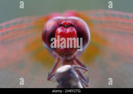 A portrait of a red dragonfly Stock Photo