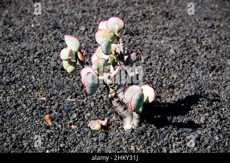 crassula arborescens succulent plant growing in a cactus garden in volcanic stones in Lanzarote Canary Islands Spain Stock Photo