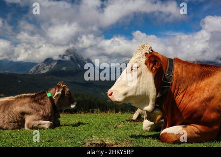 Two Brown Cows with Mountain View in Tyrolean Seefeld. Domestic Cattle Lies Down on Grass in Karwendel Alps during Summer Day. Stock Photo