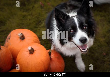 Happy Border Collie Looks at Camera with Orange Pumpkins in the Garden. Top View of Smiling Black and White Dog during Autumn Season. Stock Photo