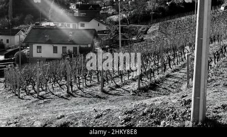vineyard illuminated by the rays of the sun in black and white Stock Photo