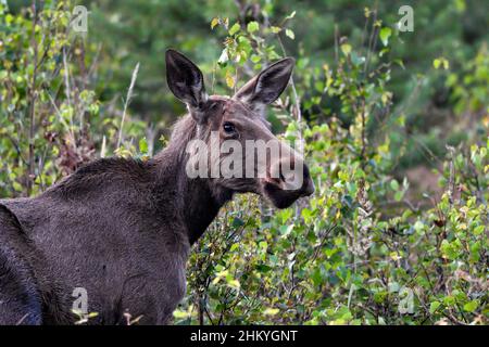 Young Moose cow grazing in the forest Stock Photo