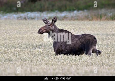 Young Moose bull grazing on the wheatfield Stock Photo