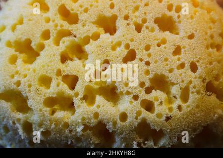 A yellow Sponge with holes Stock Photo