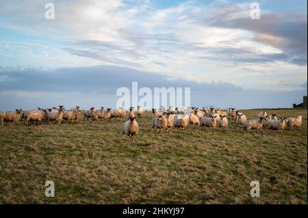 Flock of Sheep in a field in Ireland Stock Photo