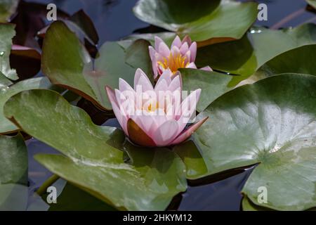Zagreb, Croatia – August 2021. water lily flowers in bloom on the botanical garden lake Stock Photo
