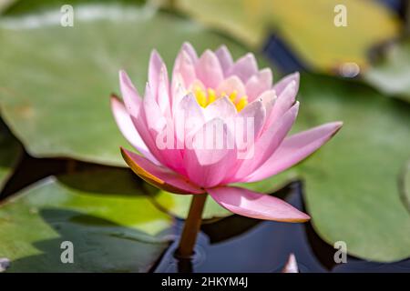 Zagreb, Croatia – August 2021. water lily flowers in bloom on the botanical garden lake Stock Photo