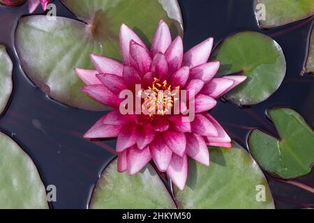 Zagreb, Croatia – August 2021. water lily flowers in bloom on the botanical garden lake Stock Photo