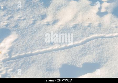 Deer Mouse trails in the snow Stock Photo