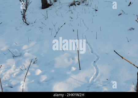 Deer Mouse trails in the snow Stock Photo