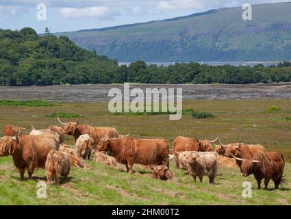 Long horned highland cattle ggrazing in field overlooking the sea on the Isle of Mull, Inner Hebrides, Scottish Highlands, Scotland, UK, Europe Stock Photo