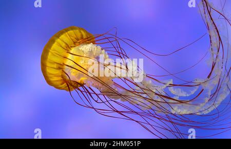 The Pacific sea nettle (Chrysaora fuscescens) Stock Photo