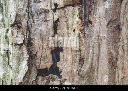 Old cracked bark of a tree trunk Stock Photo