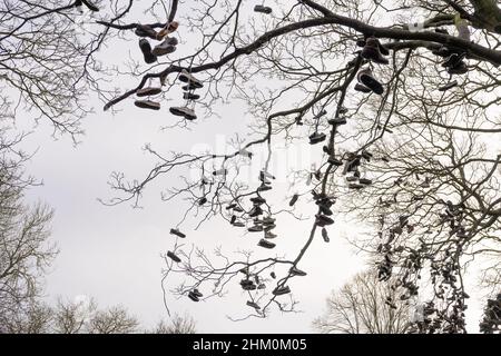 The Shoe Tree in Armstrong Park, Heaton, Newcastle upon Tyne, UK, where people hang their used shoes and trainers in a quirky tradition. Stock Photo