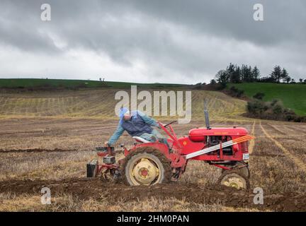 Lisselan, Clonakilty, Cork, Ireland. 06th February, 2022. Gordon Jennings from Clonakilty with his 1952 Massey Harris Pony at the Clodagh annual ploughing match that was held on the lands of the Twomey Family, Lisselan, Co. Cork, Ireland. -  Credit; David Creedon / Alamy Live News Stock Photo