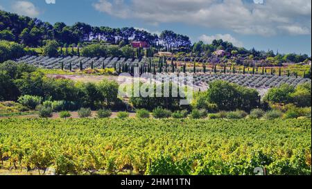 View on valley with vines, lavender plants after harvest, mediterranean cypress trees of vineyard in autumn sun - Gordes, Provence, France Stock Photo