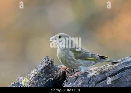 Greenfinch female with food sunflover seed in beak. Sitting on old wood in forest at sunset. Blurred background, copy space. Genus Carduelis chloris. Stock Photo