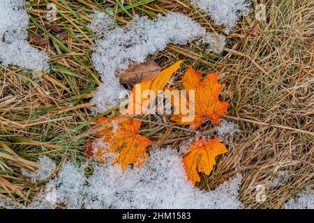 Autumn Leaves Emerging From The Snow, Pardee Field, Gettysburg National Military Park, Pennsylvania, USA Stock Photo