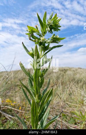 Common gromwell (Lithospermum officinale) flowering on coastal sand dunes, Merthyr Mawr Warren NNR, Glamorgan, Wales, UK, May. Stock Photo