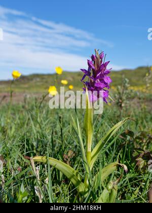 Southern marsh orchid (Dactylorhiza praetermissa) flowering among Buttercups in a coastal sand dune slack, Merthyr Mawr Warren NNR, Glamorgan, Wales, Stock Photo