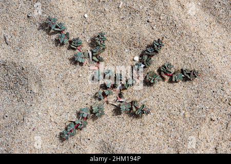 flora on the beach, on duna Stock Photo