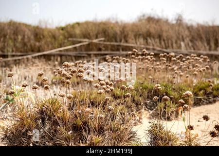 flora on the beach, on duna Stock Photo