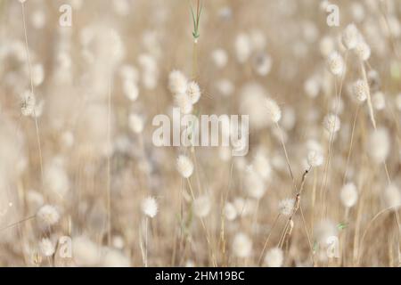 Fluffy field plants beige flora background, blurry Stock Photo