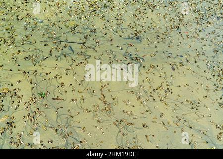 Many seashells forming a nice background on a sandy beach Stock Photo