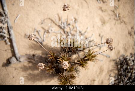 flora on the beach, on duna Stock Photo