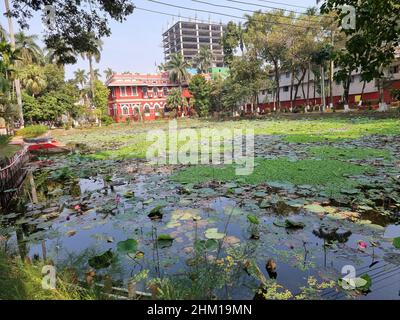 Shapla (water lily) pond on the premises of the Rajshahi College. Established in 1873 in Rajshahi city, it is the third oldest college in Bangladesh after Dhaka College and Chittagong College. In 1895, Rajshahi College was the first institution in the territories now comprising Bangladesh to award a graduate (master's) degree. The college is affiliated with the National University. Situated in the city center, Rajshahi College is adjacent to Rajshahi Collegiate School and is very near the famous Barendra Museum. Bangladesh. Stock Photo
