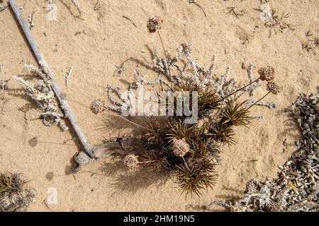 flora on the beach, on duna Stock Photo
