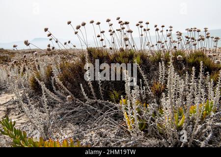 flora on the beach, on duna Stock Photo