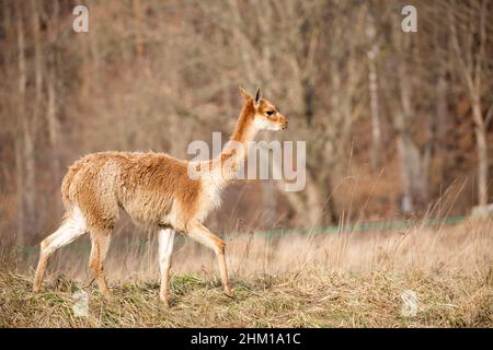 Lama in the run in a clearing Stock Photo