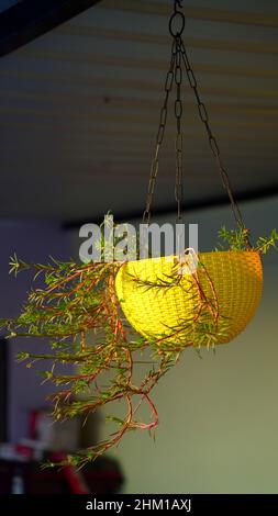 Yellow Artificial Flower pot hanging decorate on the roof. Hanging plastic pots with green plants Stock Photo