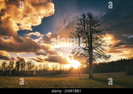 Lonely large tree on meadow at sunset with sunrays and Cloudy Sky Stock Photo