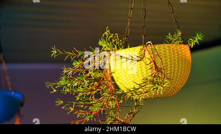 Morning light on the blurred background as a natural concept in India. Yellow plastic pots with plants. Stock Photo