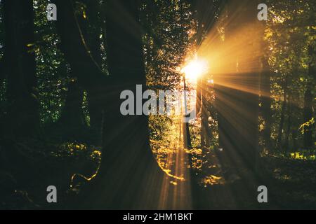 the setting sun shines through the trees in the forest Stock Photo