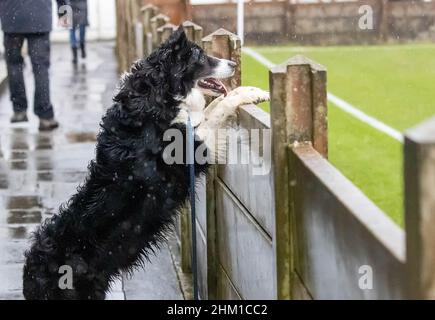 Black and white Welsh Border Collie stands on hind legs at the fence around a football match watching the players Stock Photo