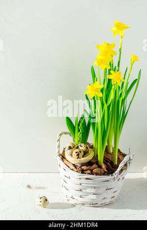 Yellow daffodils with hyacinths in a wicker pot with eggs for Easter on a white background. Easter concept. Stock Photo