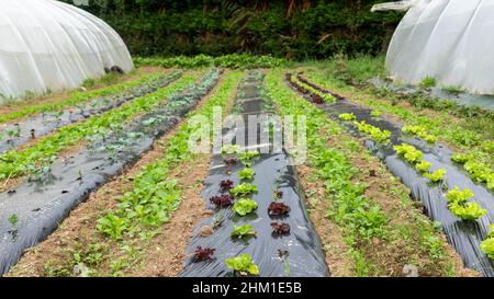 Variety of vegetables sown in the organic vegetable garden Stock Photo
