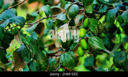 FruitZiziphus mauritiana, also known as Ber, Thai Apple, Jujube, Indian plum is a tropical fruit tree species Indian jujube Stock Photo