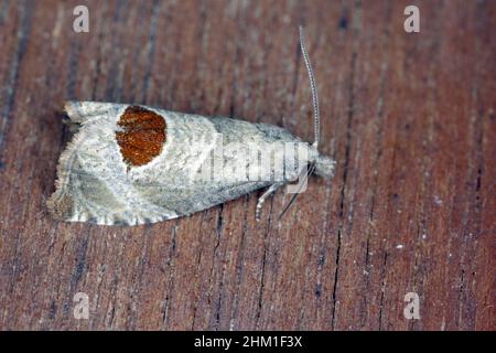 Notocelia uddmanniana - a moth from the family Tortricidae, larvae - caterpillars feed on raspberries - a pest of raspberries. Stock Photo