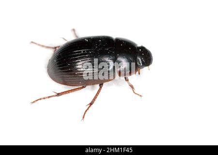 Water scavenger beetle Hydrobius fuscipes isolated on white background, dorsal view of aquatic beetle Stock Photo