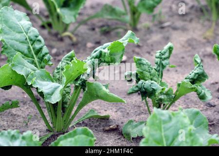 The black bean aphid (Aphis fabae) on young sugar beet plants. It is a member of the order Hemiptera. Other common names include blackfly, bean aphid Stock Photo