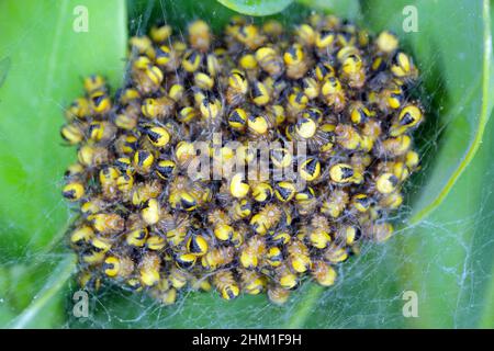 Spider nest in trees hi res stock photography and images Alamy